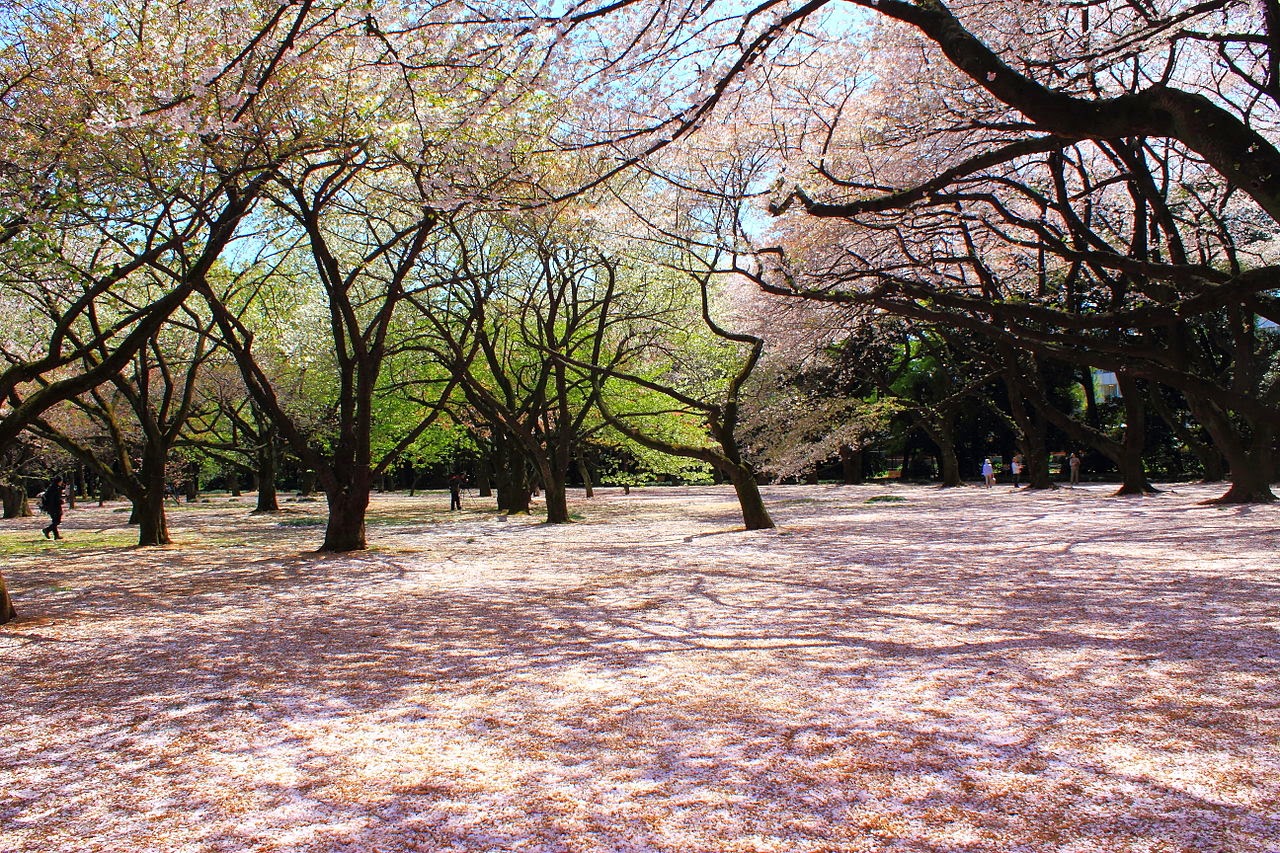 Shinjuku Gyoen, Tokyo