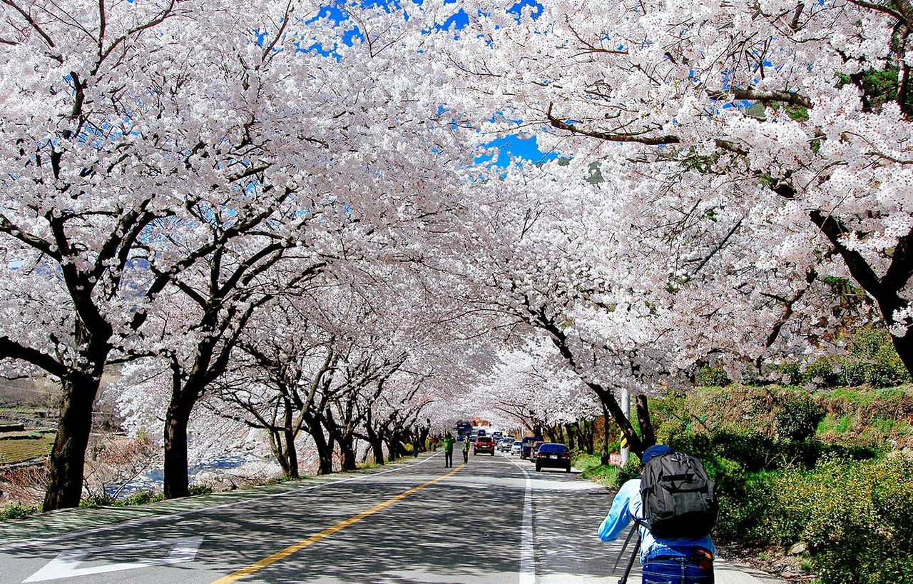 Hoa anh đào Seoul