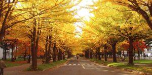 Hokkaido mùa lá đỏ 
