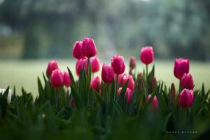 Lễ hội hoa tulip Ecopark 2019 1