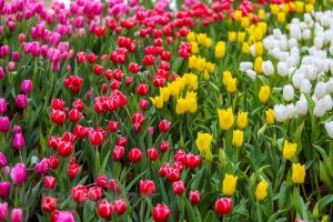 Lễ hội hoa tulip Ecopark 2019 2