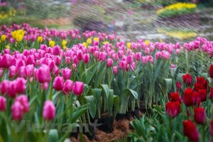 Lễ hội hoa tulip Ecopark 2019 3