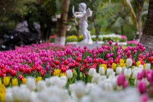 Lễ hội hoa tulip Ecopark 2019