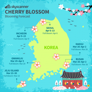 Korea Sakura1