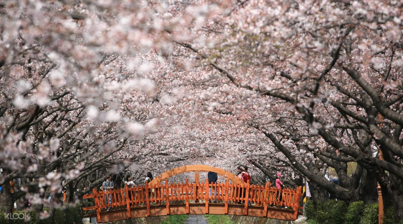 Lễ hội hoa anh đào Jinhae Gunhangje