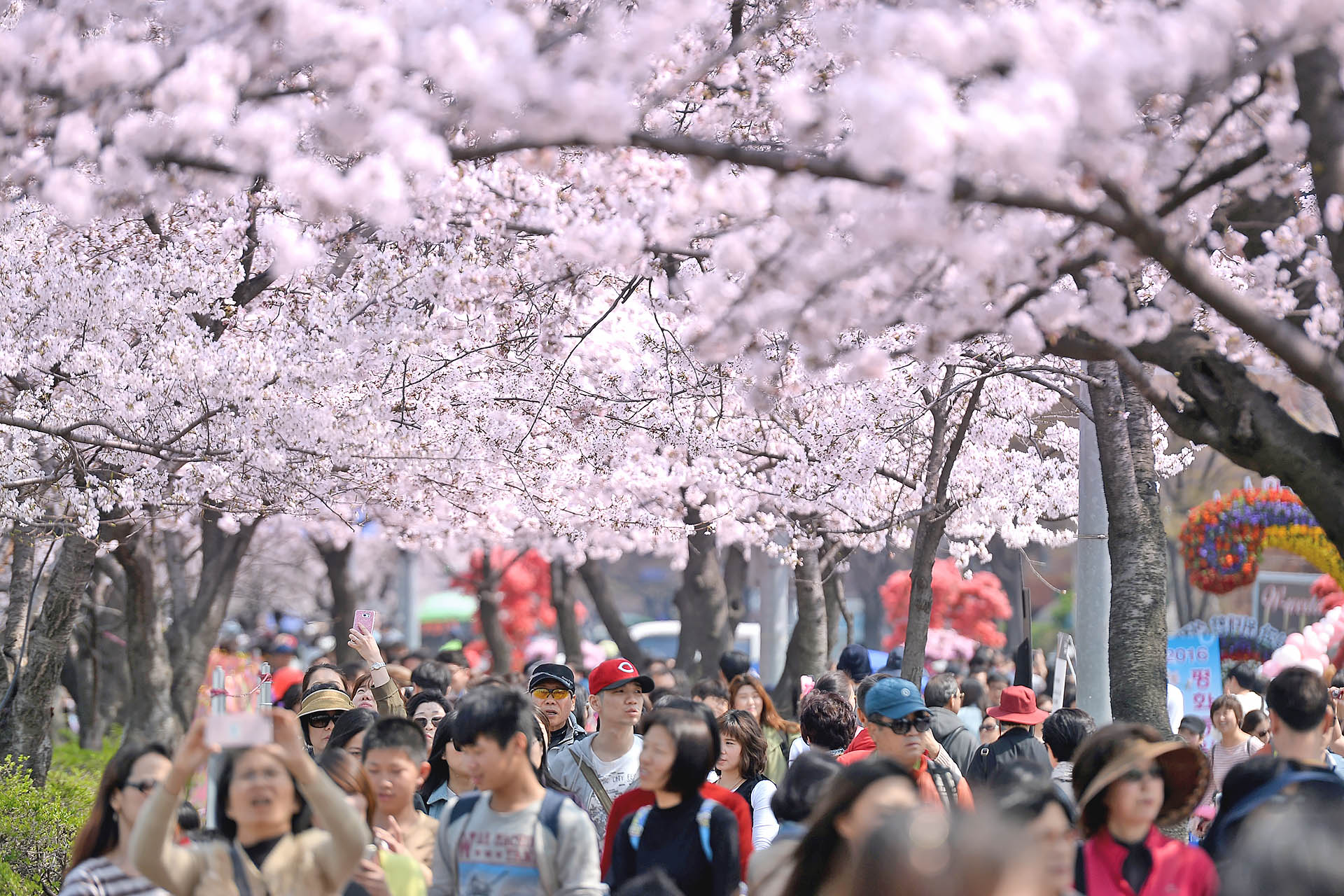 Yeouido spring flower festival