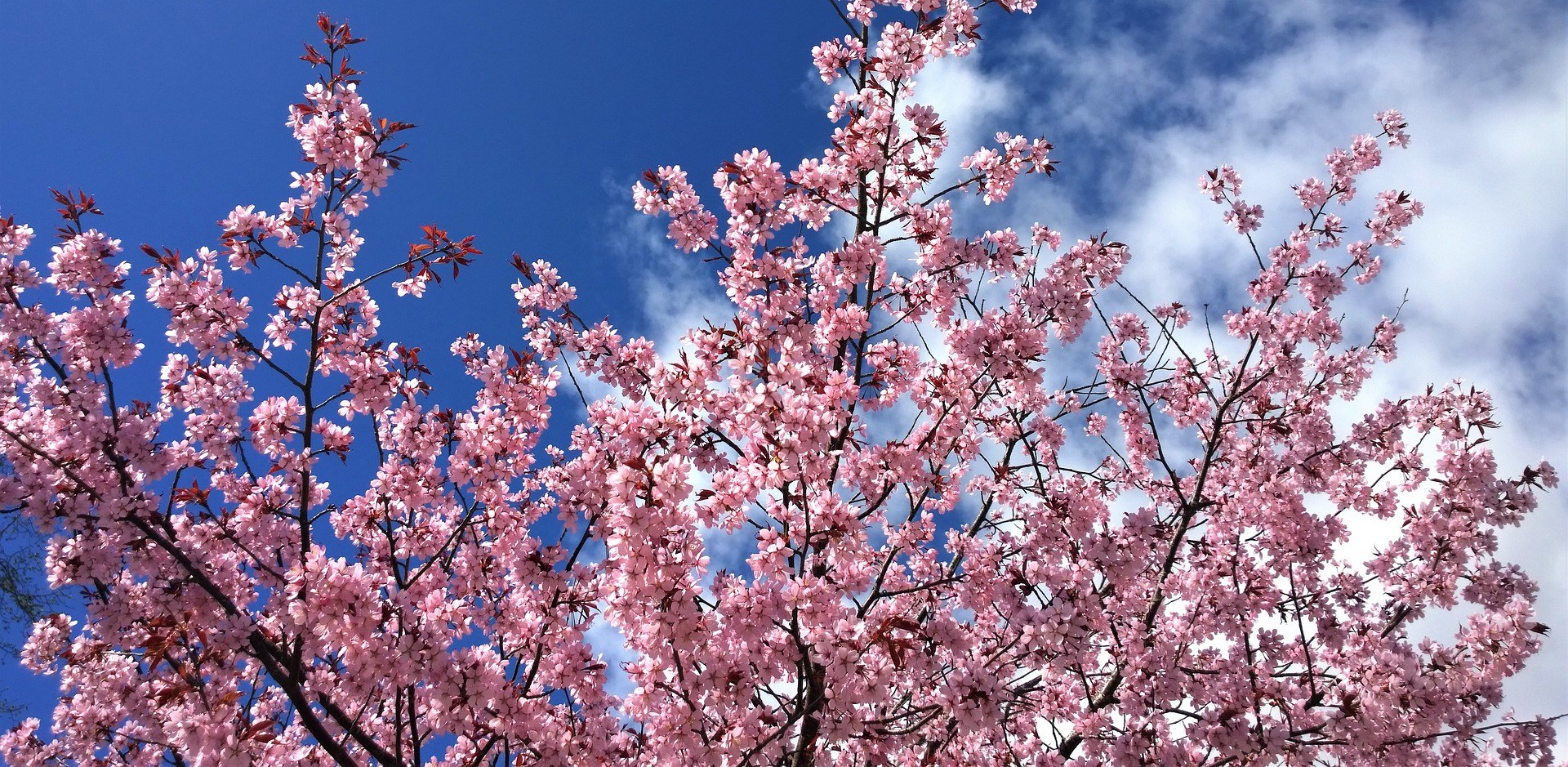 lễ hội hoa anh đào Gyeongju 1