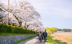 lễ hội hoa anh đào Gyeongpo