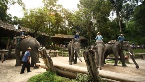 Mae Sa elephant camp chiang mai