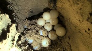 xem rùa đẻ trứng côn đảo 