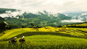 Ruộng bậc thang Hồng Thái