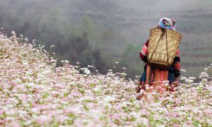 Hoa tam giác mạch