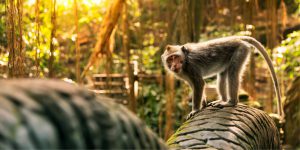 Rừng khỉ Ubud