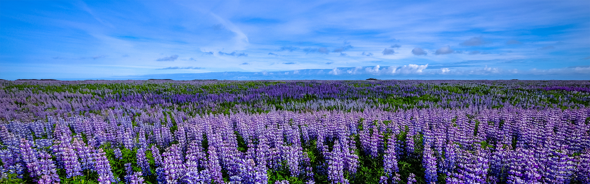 beautiful shot purple flower field blue sky