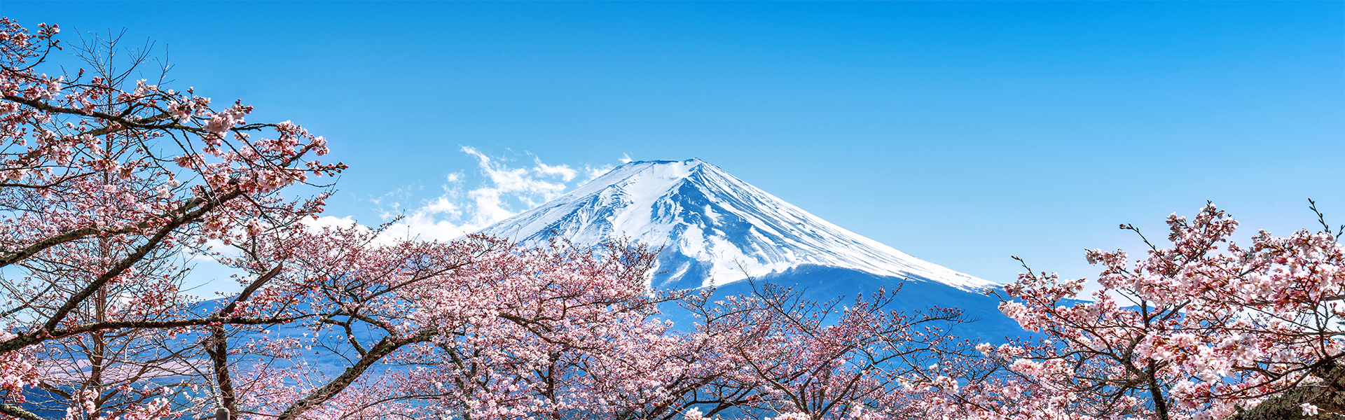 fuji mountain cherry blossoms spring japan