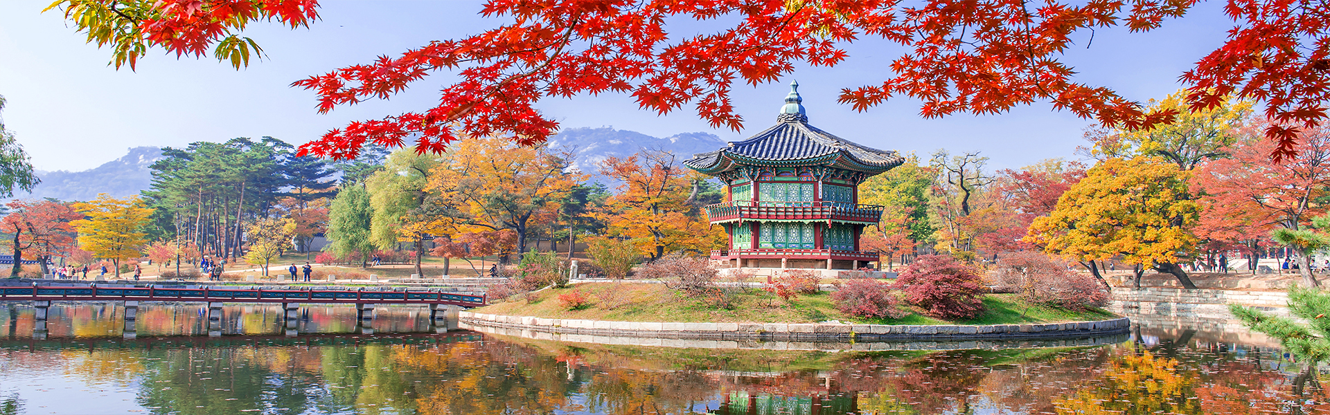 gyeongbukgung maple tree autumn korea