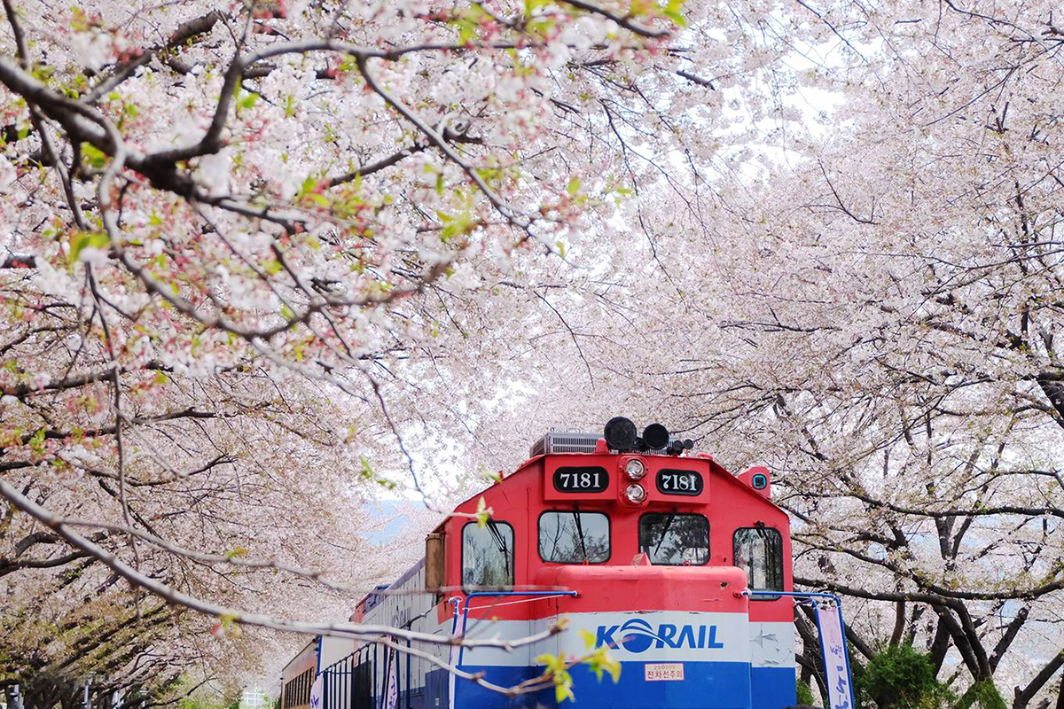 Hàn Quốc mùa hoa 9