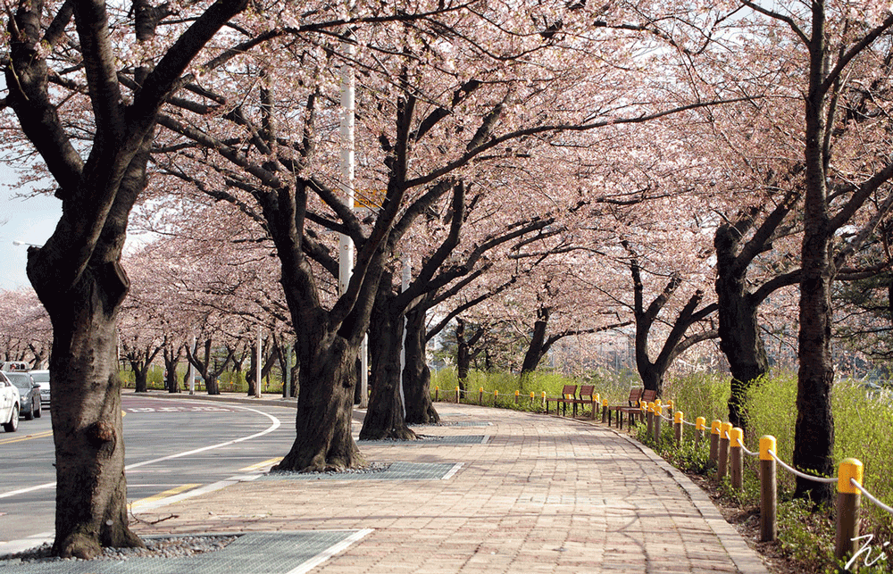 Ngắm hoa anh đào ở Seoul Hàn Quốc - Fantasea Travel