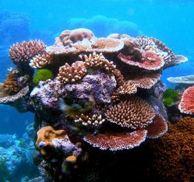 Coral reefs