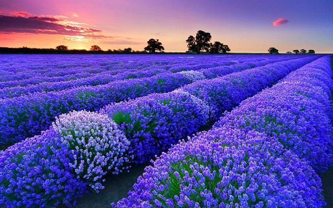 Lavender Nhật Bản