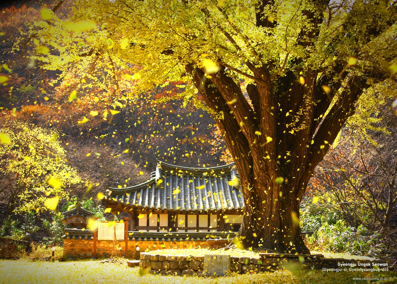 Hàn Quốc mùa thu 3