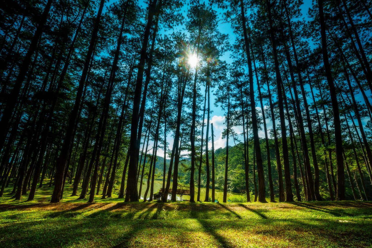 Pine Forests Dalat Fantasea Travel