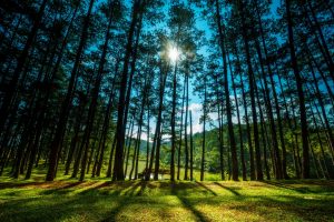 Pine Forests of Dalat