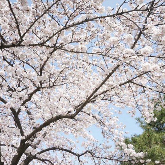 lễ hội hoa anh đào Gyeongju