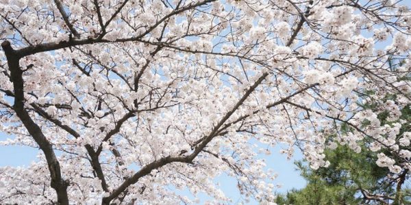 lễ hội hoa anh đào Gyeongju