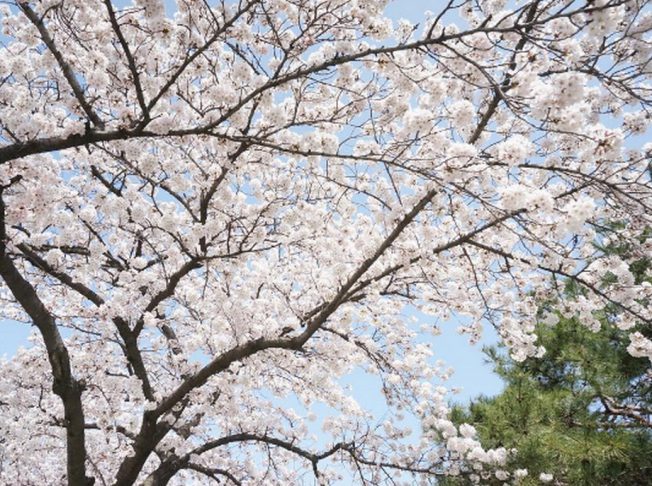 lễ hội hoa anh đào Gyeongju