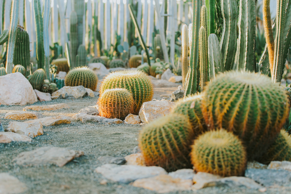 Vườn xương rồng Cacti Zone6
