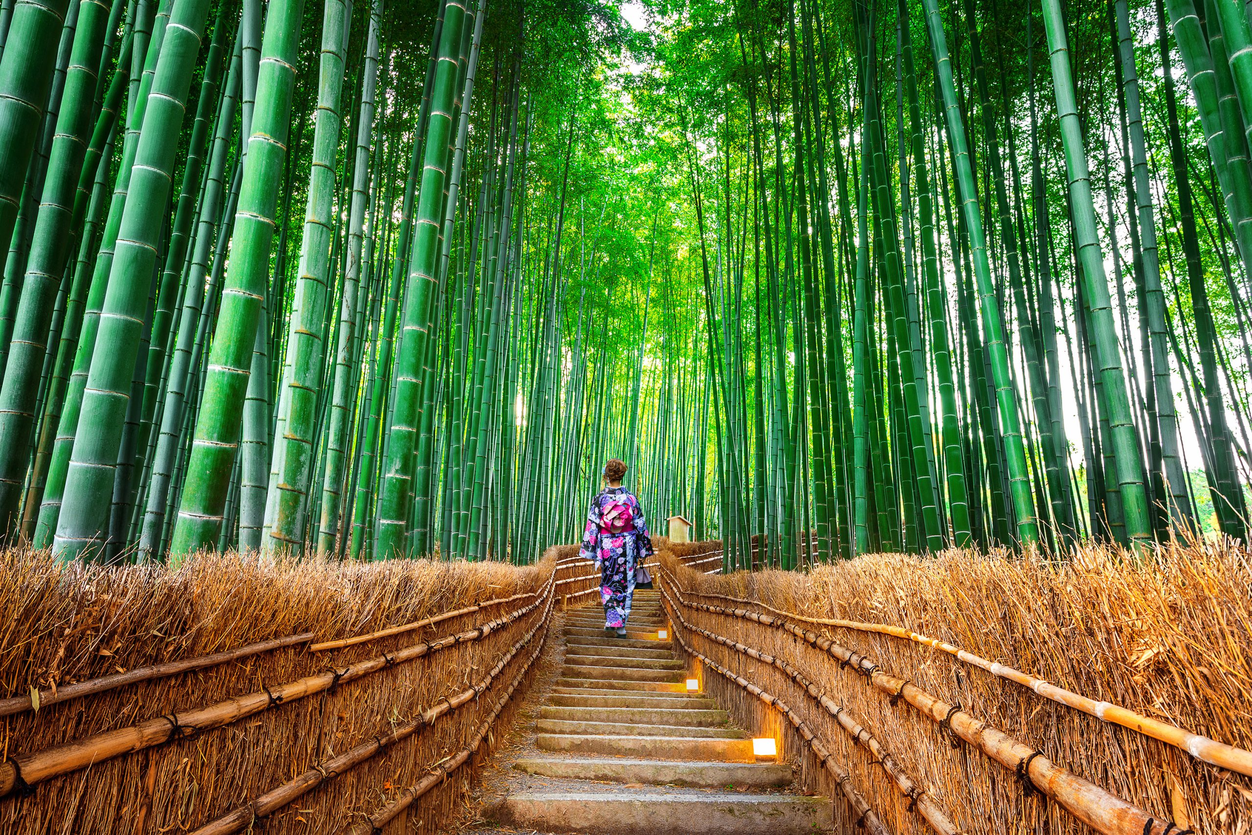 Bamboo Forest. Asian woman wearing japanese traditional kimono a