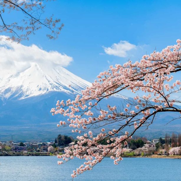 Hoa anh đào Nhật Bản