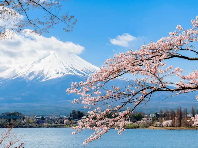 Hoa anh đào Nhật Bản