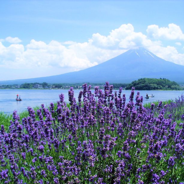 núi phú sĩ mùa hoa oải hương lavender