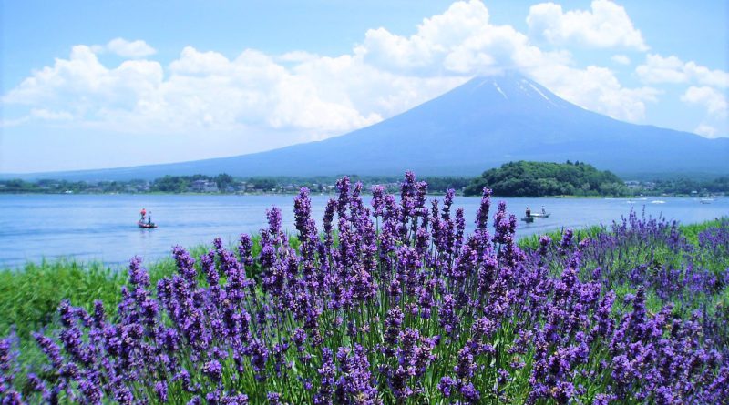 núi phú sĩ mùa hoa oải hương lavender