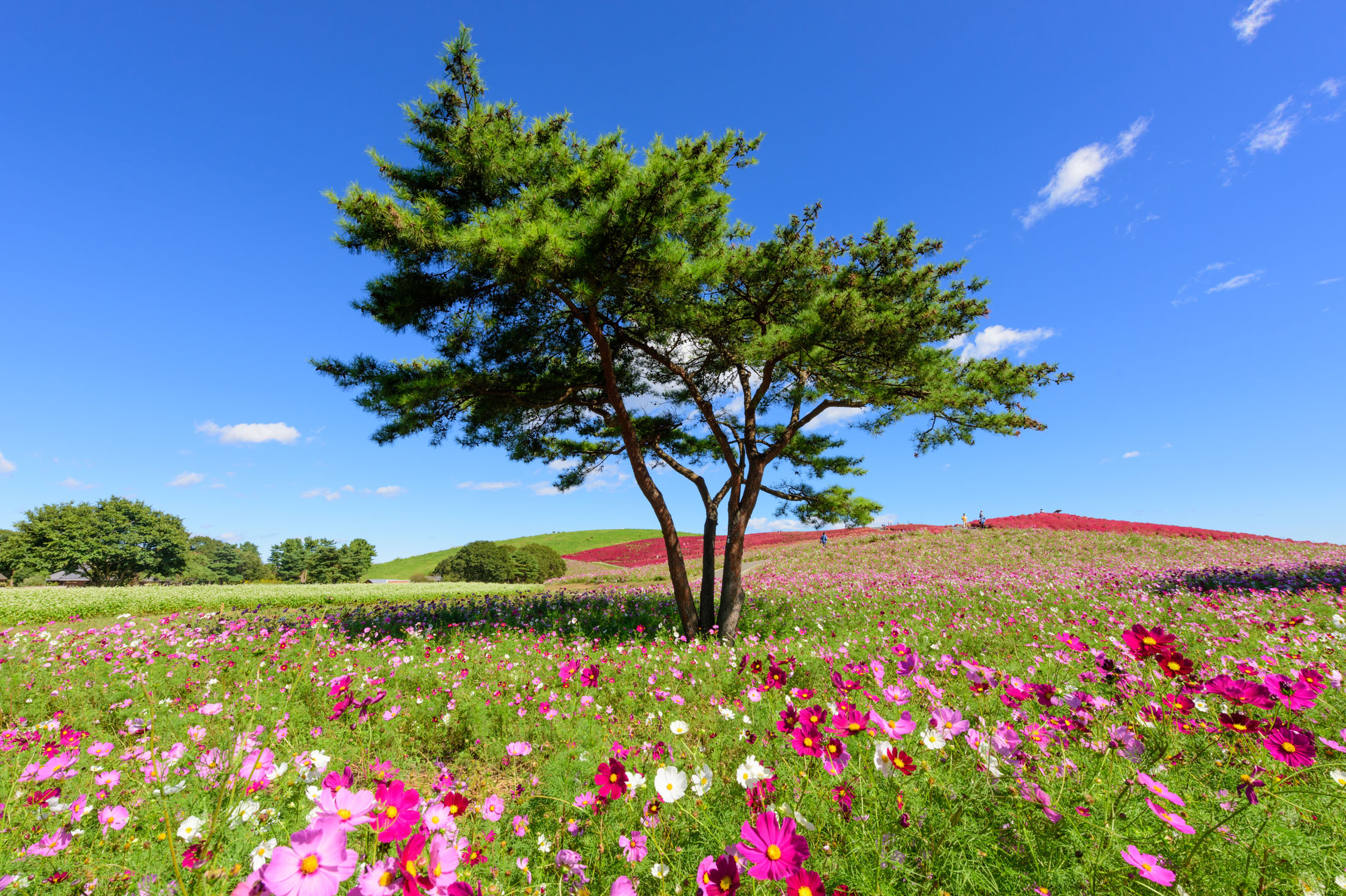 Hitachi Seaside Park