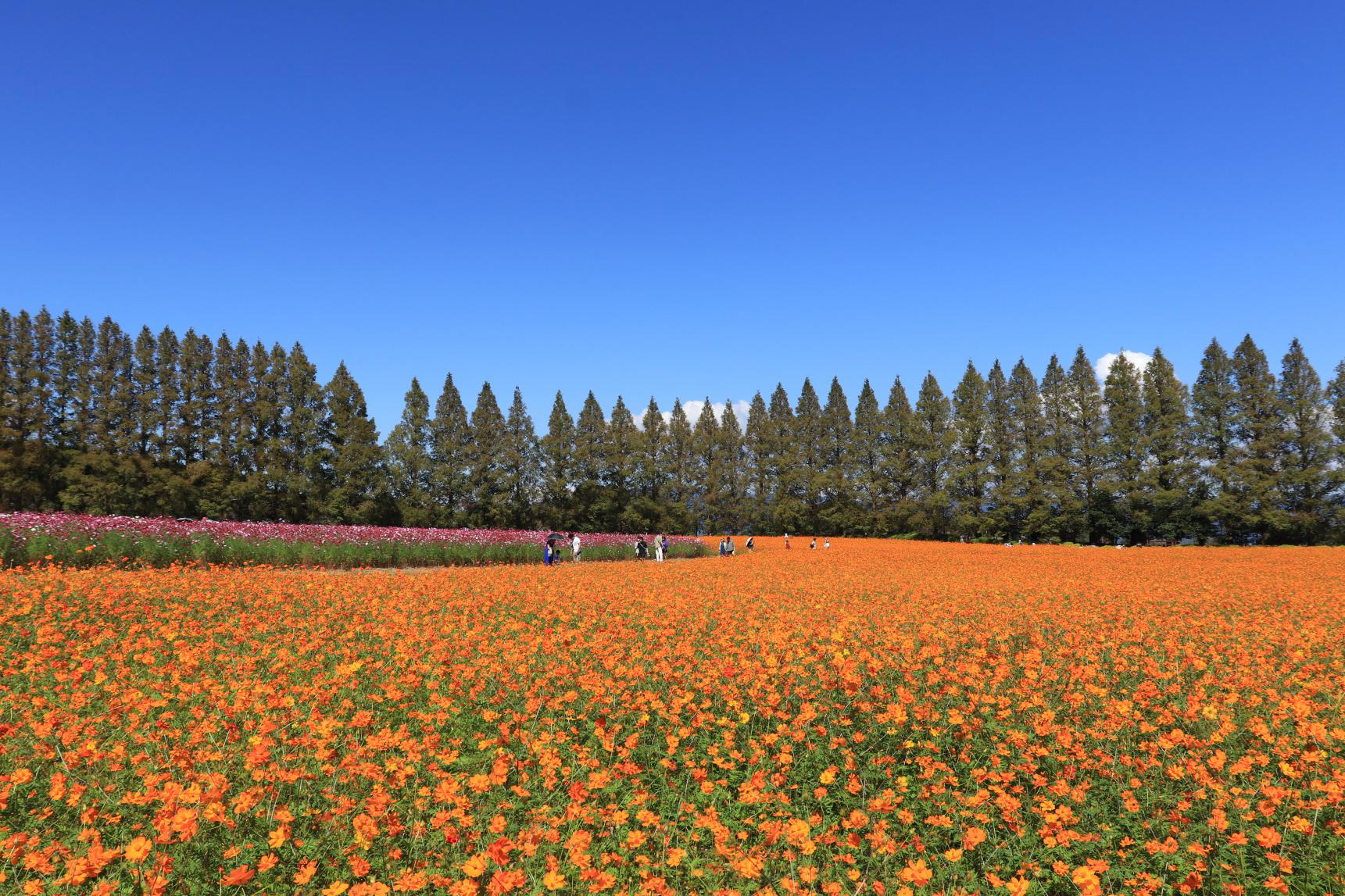 Ikoma Kogen Nhật Bản