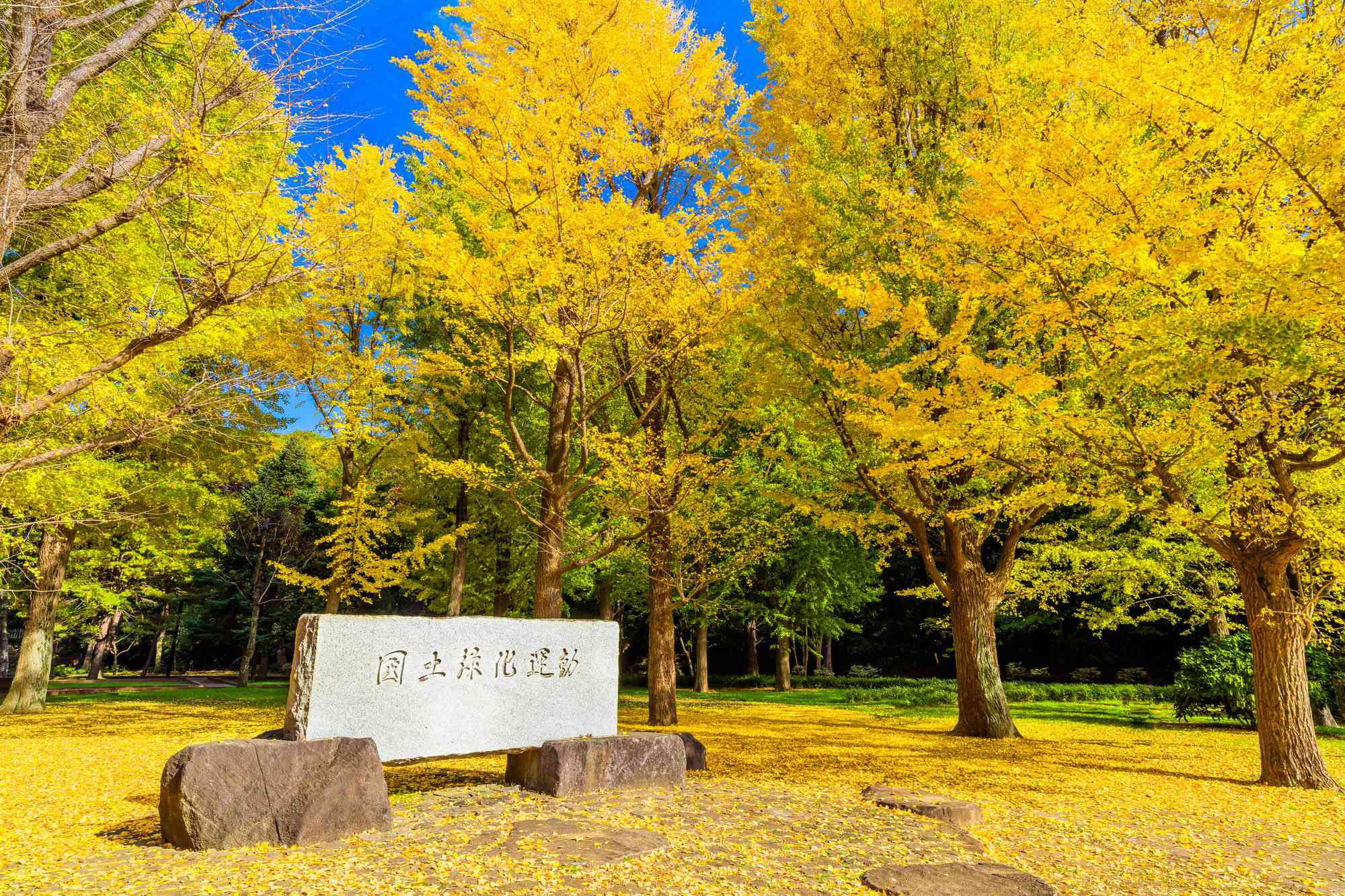 YOYOGI Park Nhật Bản