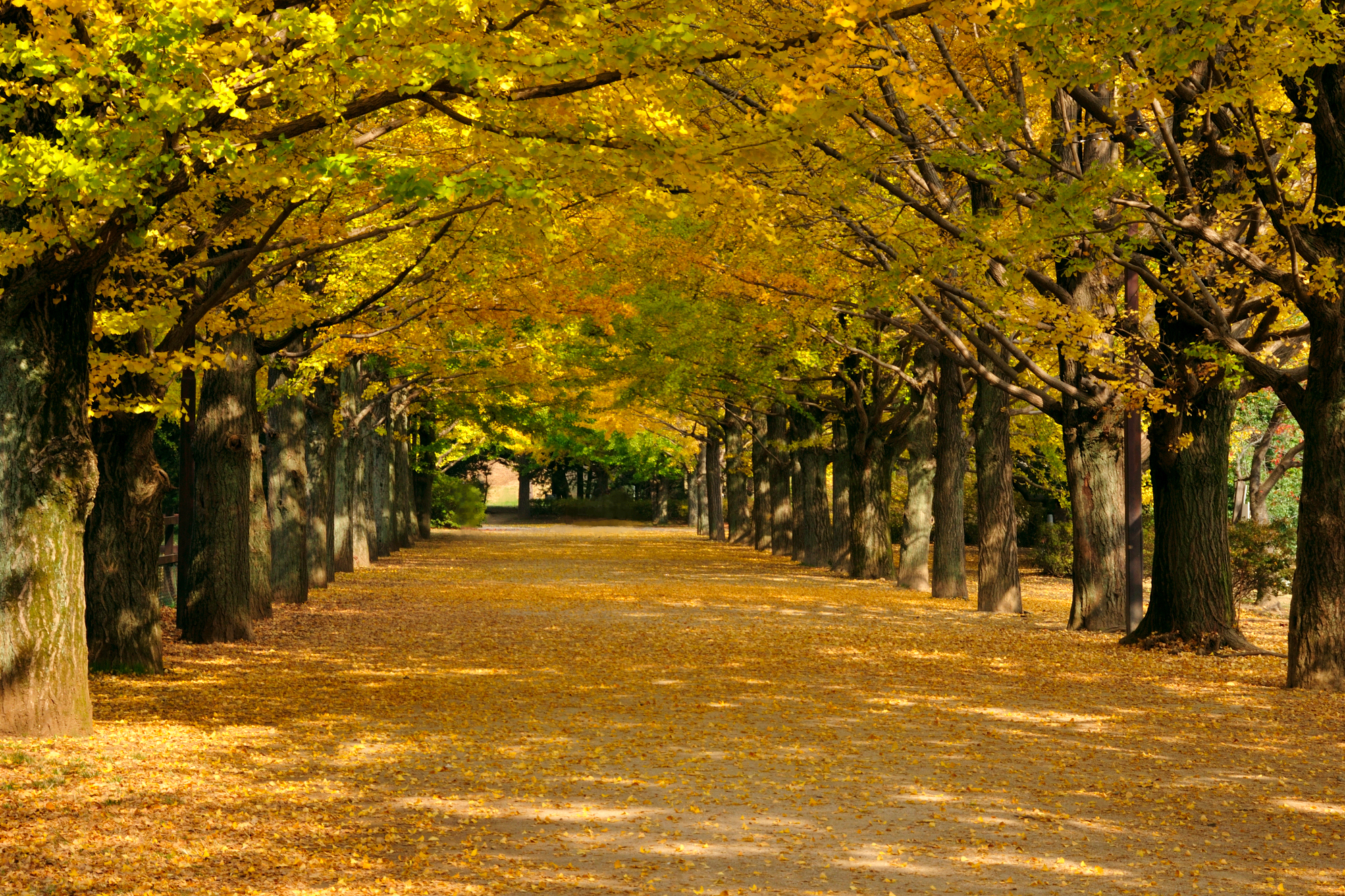 showa memorial park