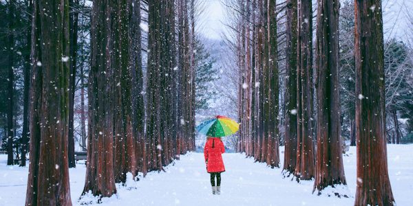 Girl,With,Colourful,Umbrella,In,Row,Tree,,Nami,Island,In